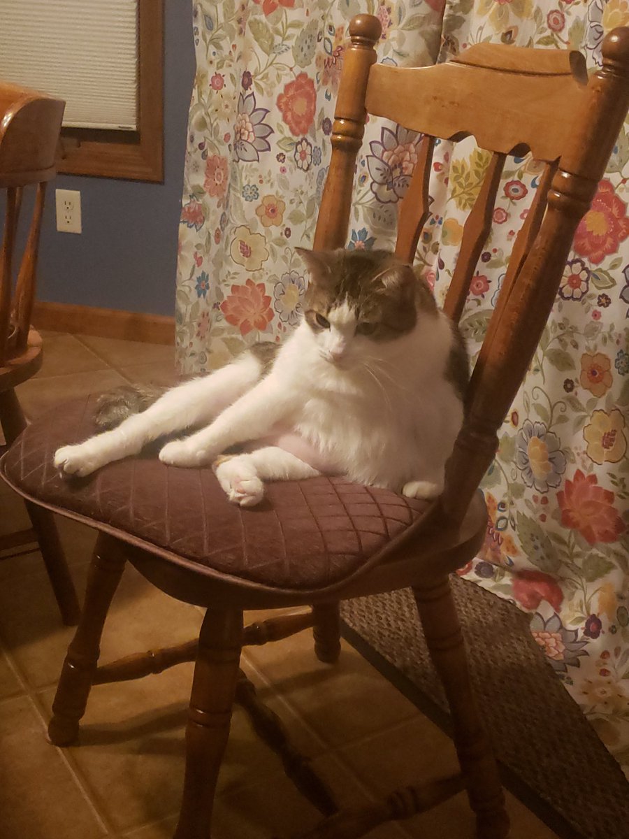 amyakasmiley's tweet photo. Where's my dinner human?! https://t.co/RUWWCIM8yR