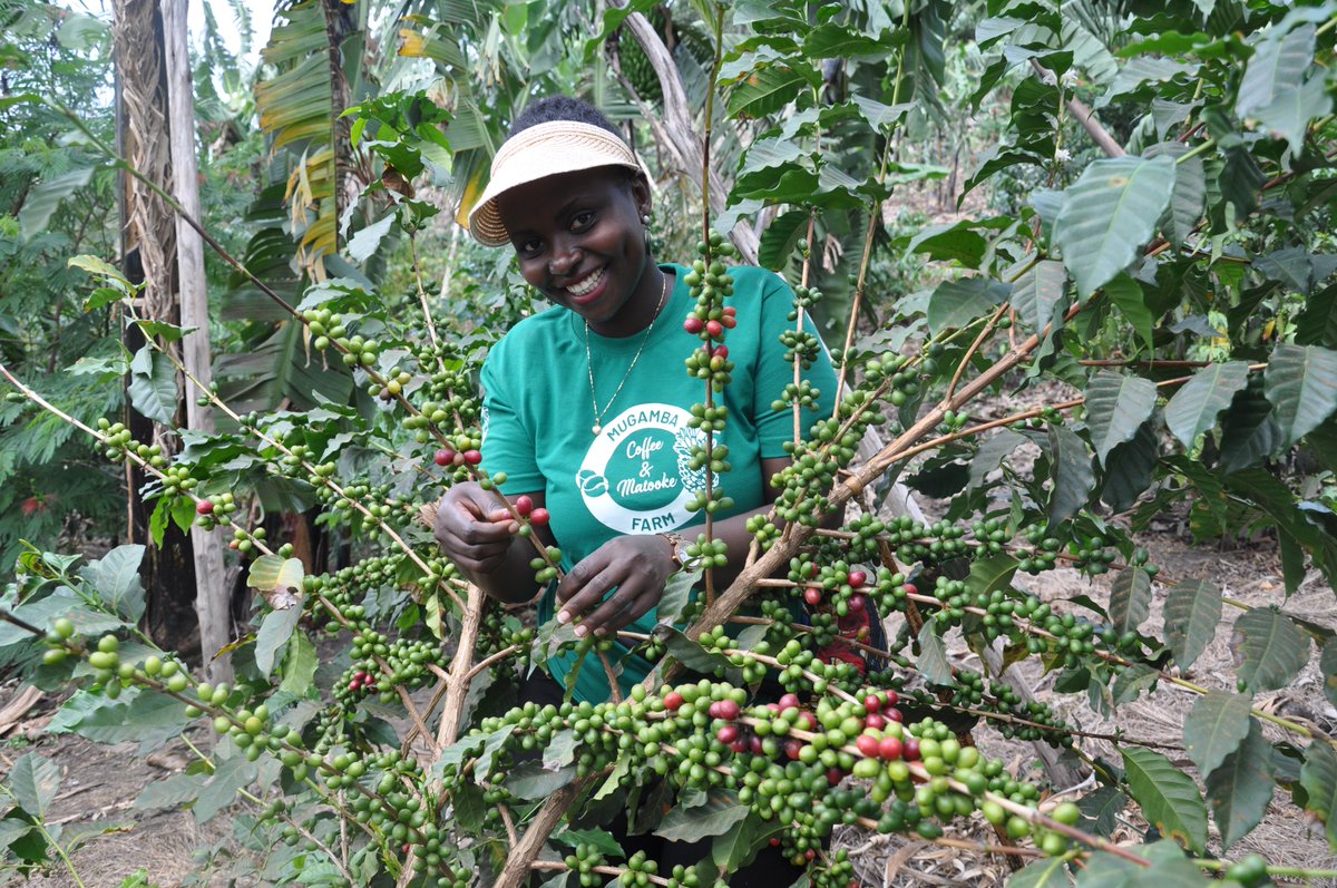 #CoffeeProduction: Central region was the biggest producer of coffee with 2.70m bags, followed by Western - 1.90m bags, Eastern - 1.73m bags, South-Western - 1m bags & Northern - 0.424m bags. Overall, production was 7.75m 60kg bags in 2019/20, a 70% increase from 2015/16.