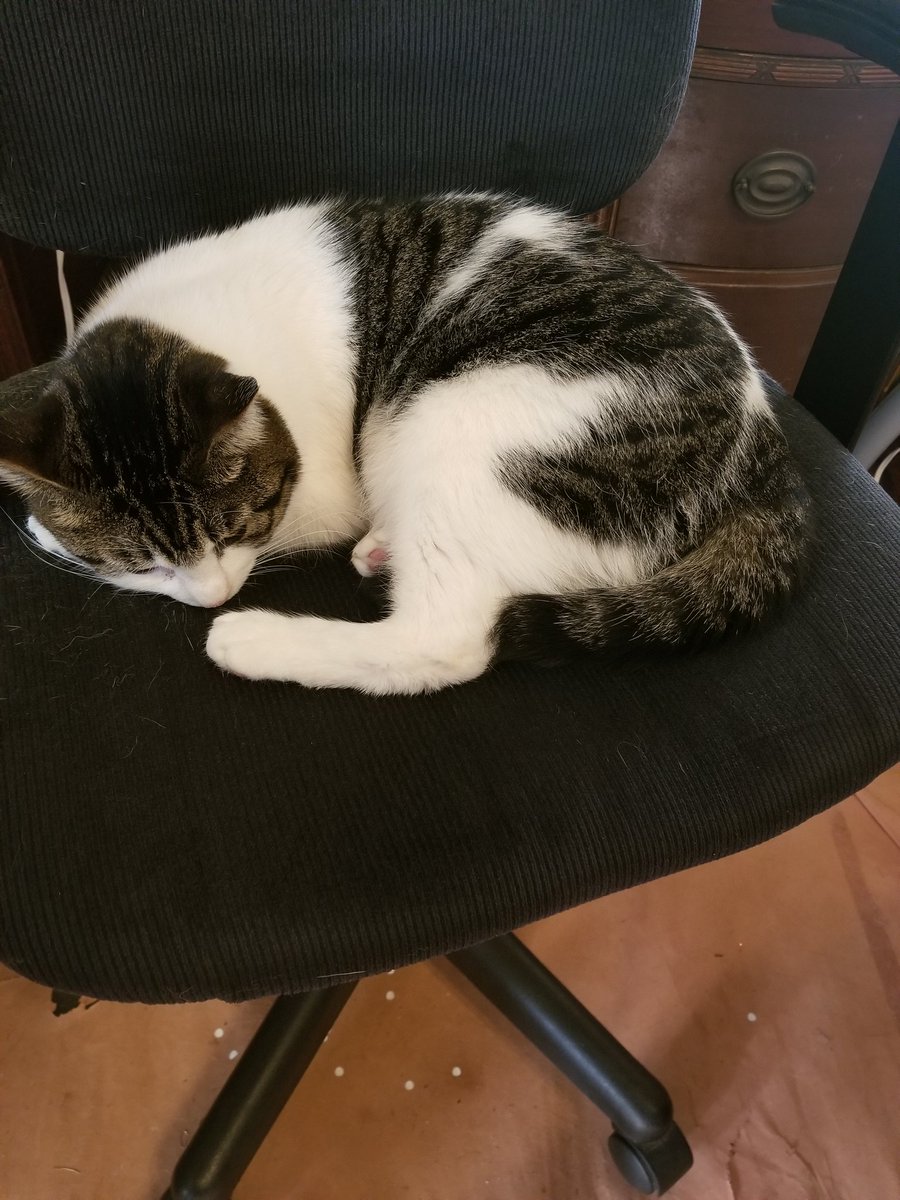 TrebleTracey's tweet photo. You get up to go to the restroom between classes, and THIS happens..... #virtualteaching #newassistant https://t.co/8qfVXVbCyq