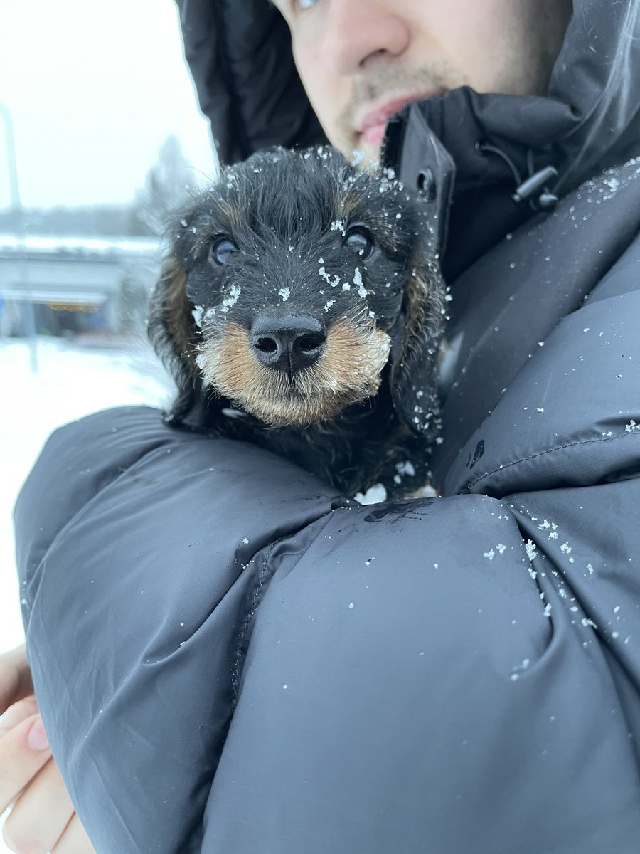 RoopeOja's tweet photo. Tässä on hyvin onnistunut kuva lumisesta mäyräkoirasta🐶❄️ https://t.co/qQQvua6Ttj