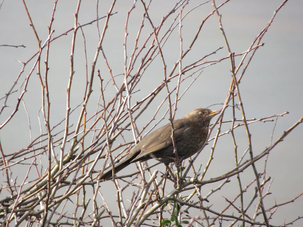 LEveleigh's tweet photo. @Natures_Voice #Blackbird @Britnatureguide @ExmouthNubNews @exmouthjournal @exmouthguide @BBCSpotlight @itvwestcountry #OrcombePoint #Exmouth #Devon #birds #BirdsSeenin2021 I spotted two black birds, in the Orcombe Point area of Exmouth, along the SW Cliff footpath this morning. https://t.co/I1EgQmrzQE