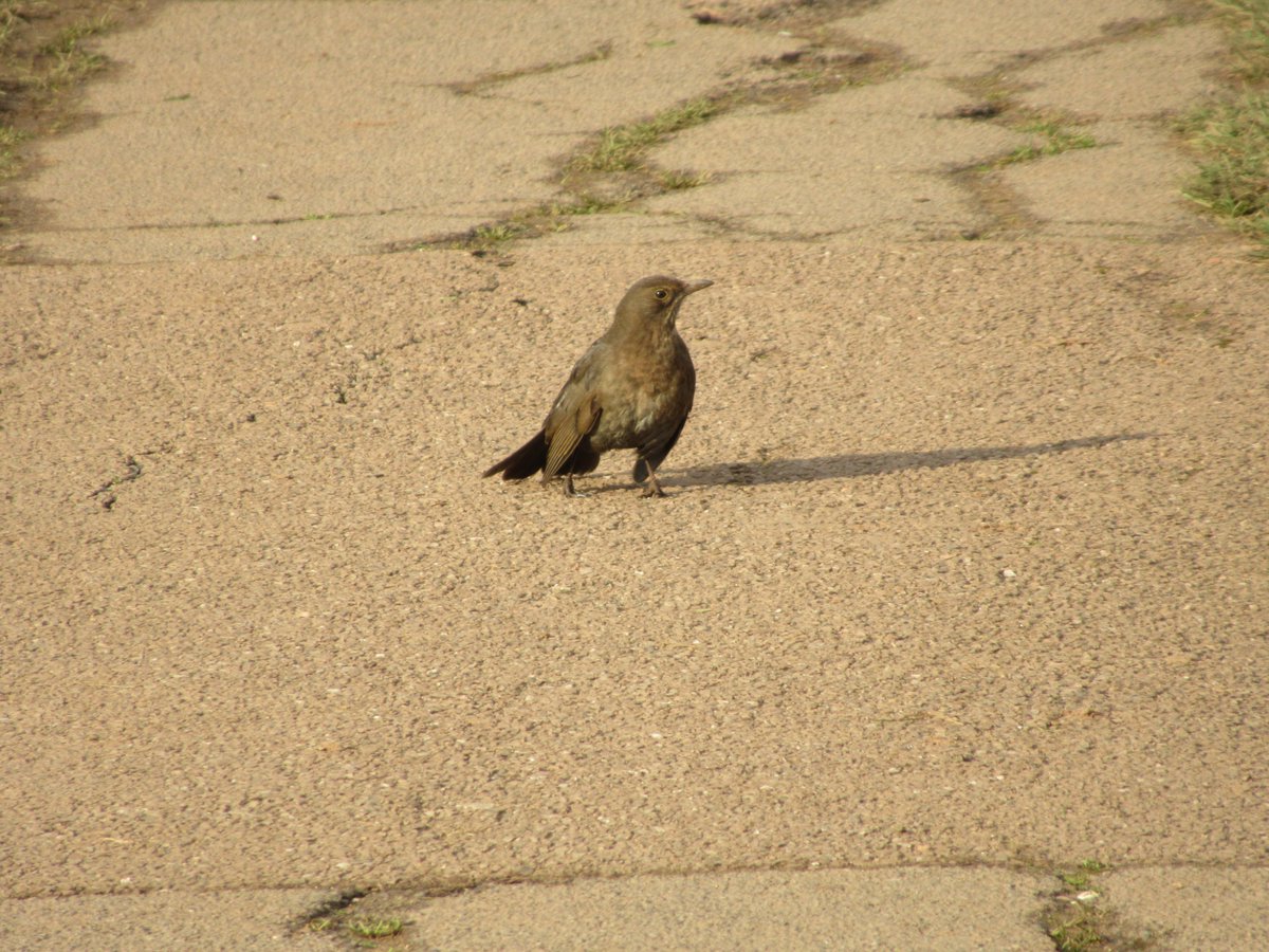 LEveleigh's tweet photo. @Natures_Voice #Blackbird @Britnatureguide @ExmouthNubNews @exmouthjournal @exmouthguide @BBCSpotlight @itvwestcountry #OrcombePoint #Exmouth #Devon #birds #BirdsSeenin2021 I spotted two black birds, in the Orcombe Point area of Exmouth, along the SW Cliff footpath this morning. https://t.co/I1EgQmrzQE