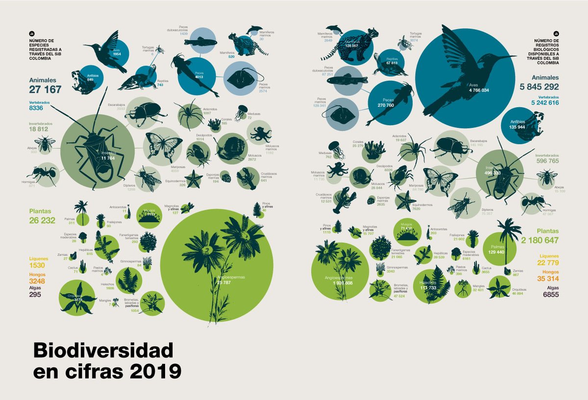 Estas cifras derivadas de los datos publicados en el <a href="/sibcolombia/">SiB Colombia</a>, son un reflejo de estas preferencias taxonómicas y sociales que pueden ser equilibradas con políticas y esfuerzos focalizados en aquellas especies poco representadas. 
#ReporteBio reporte.humboldt.org.co/biodiversidad/…