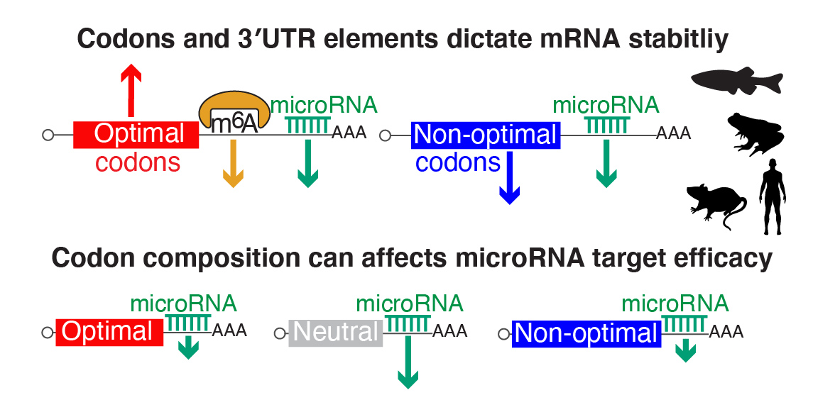 BazziniLab's tweet photo. Our paper is out!! "Crosstalk between codon optimality and cis-regulatory elements dictates mRNA stability". 
Great team work: Santi Medina, @gopalkushawah @LuliCastell @DiezMichay @ItsOverYourHead @MajoBlancoS  at @ScienceStowers and @GSSIMR 

 https://t.co/Hm6hHu305V https://t.co/IR1wZPfnGs