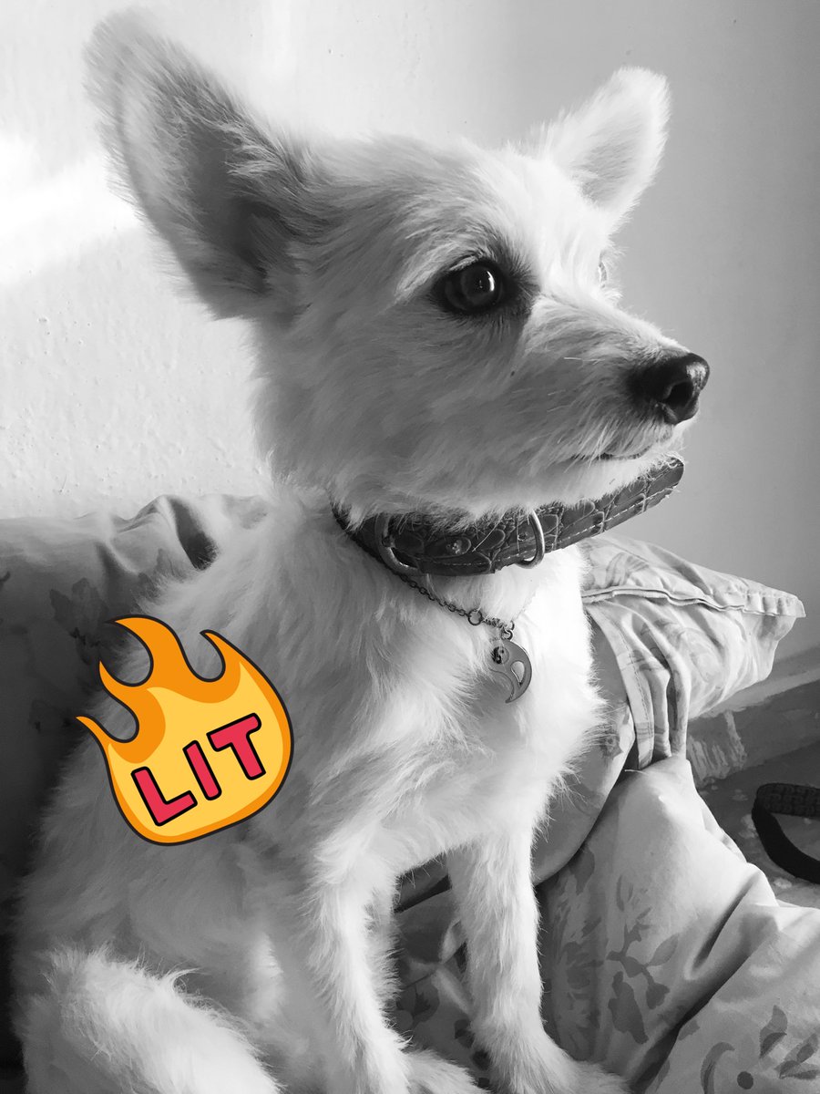 marshallpawss's tweet photo. Show me a better drip that mine.
I am @marshallpawss .
What’s your name?

Let’s follow each other.
#marshallpaws #DogsofTwittter #charliecharlie Charlie Charlie #wednesdaythought #dogsslaying #dogdrip https://t.co/xXMtDSNeBE