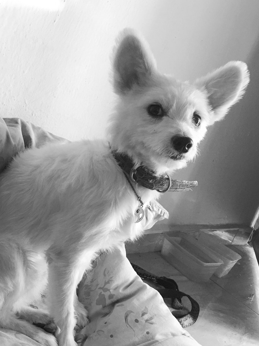 marshallpawss's tweet photo. Show me a better drip that mine.
I am @marshallpawss .
What’s your name?

Let’s follow each other.
#marshallpaws #DogsofTwittter #charliecharlie Charlie Charlie #wednesdaythought #dogsslaying #dogdrip https://t.co/xXMtDSNeBE