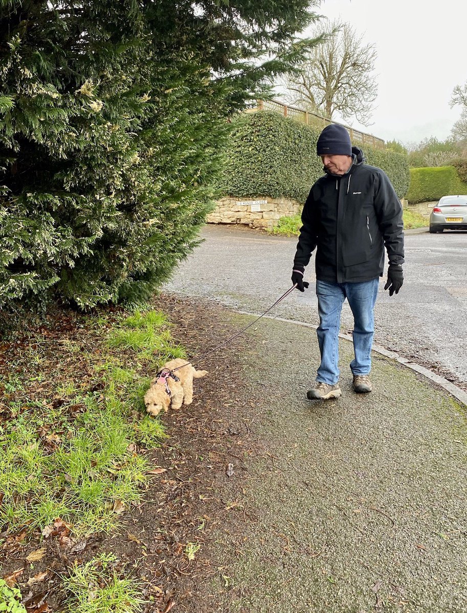 kevinthewhippet's tweet photo. Mabel’s furst walk. Not too bad for furst time on the lead, shame it didn’t tire her out tho, pfft. https://t.co/qYLD2wgEKb
