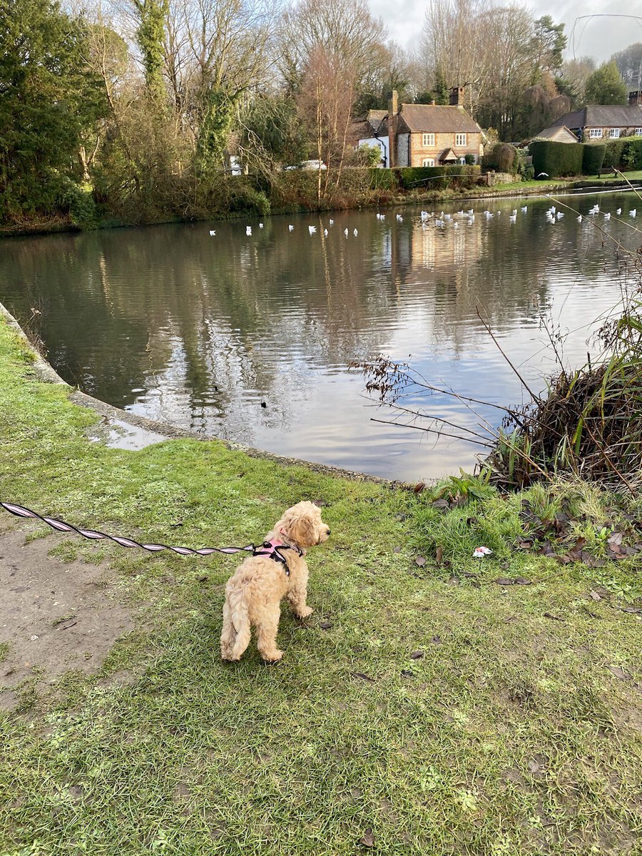 kevinthewhippet's tweet photo. Mabel’s furst walk. Not too bad for furst time on the lead, shame it didn’t tire her out tho, pfft. https://t.co/qYLD2wgEKb