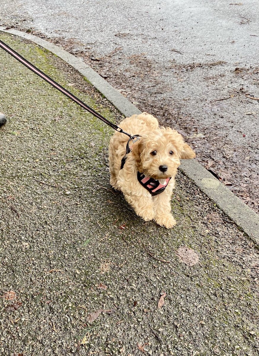 kevinthewhippet's tweet photo. Mabel’s furst walk. Not too bad for furst time on the lead, shame it didn’t tire her out tho, pfft. https://t.co/qYLD2wgEKb