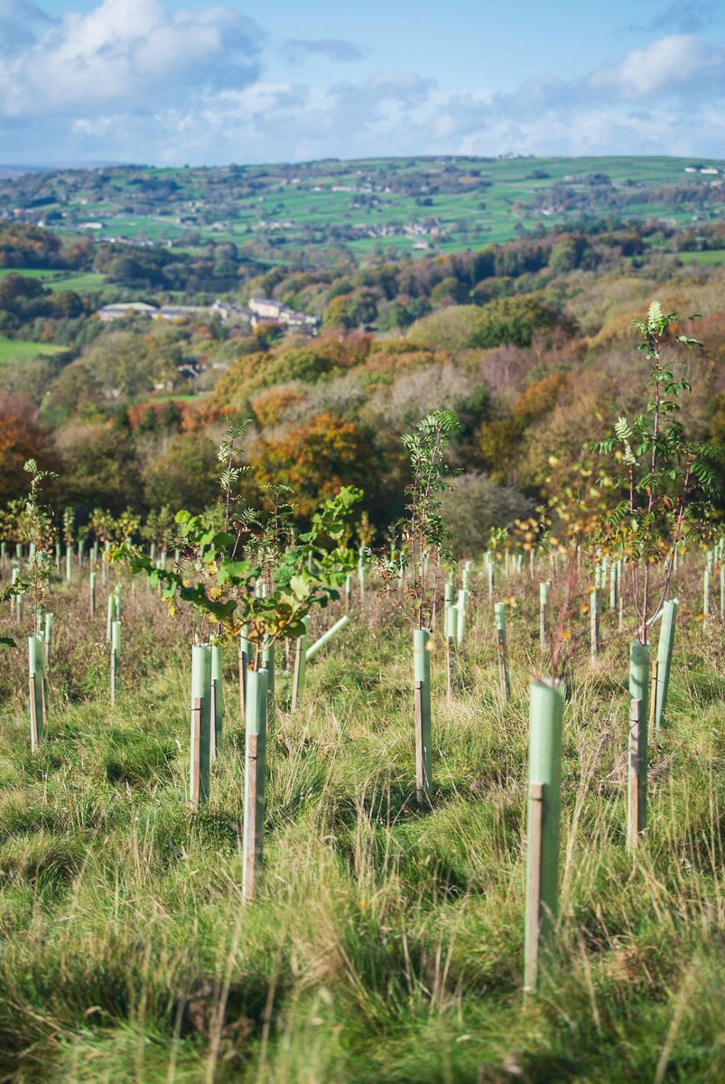 Bread Brew'd (@breadbrewd) on Twitter photo Bread Brew’d, it’s more than a beer.⠀
⠀
Our partners <a href="/magpiebrewery/">Magpie Brewery Notts</a> already powered beer-making through a 100% renewable energy company 🔋⠀
⠀
Now, with our small woodland planted in collaboration with Make It Wild UK, we brew all of our beer carbon negatively 🌱 🍺
⠀ Bread Brew’d, it’s more than a beer.⠀
⠀
Our partners <a href="/magpiebrewery/">Magpie Brewery Notts</a> already powered beer-making through a 100% renewable energy company 🔋⠀
⠀
Now, with our small woodland planted in collaboration with Make It Wild UK, we brew all of our beer carbon negatively 🌱 🍺
⠀