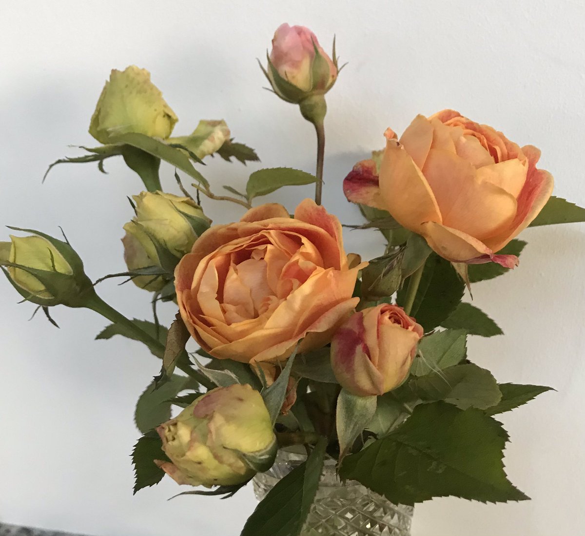 Somewhe07814641's tweet photo. Like me, they’re looking a little the worse for wear after Christmas, snow and ice but I’m still pleased to be able to cut these from the garden in the first week of Jan. #RoseWednesday #gardening https://t.co/YGICwVlR2X