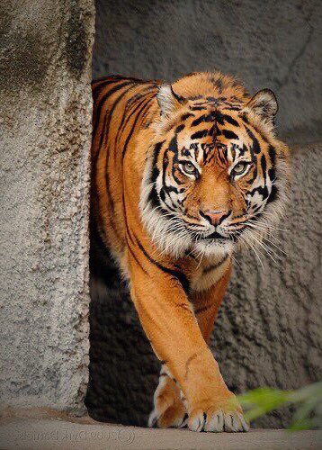 affhnsssss's tweet image. #TrueBeautyEp7
#HwangInYoup

Seojun waktu:

Depan Suho                            Depan oemma