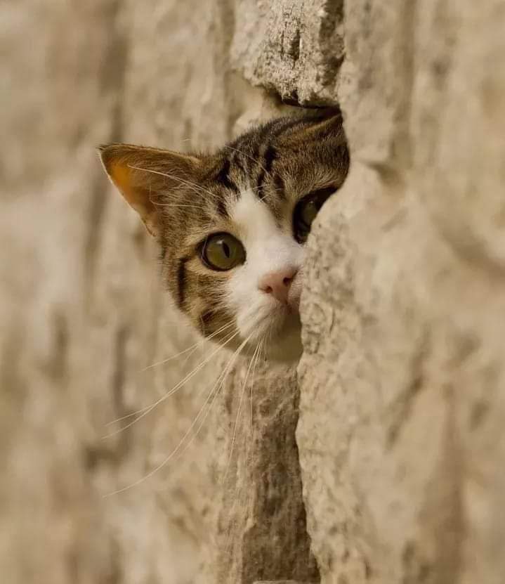 IsaacThuita's tweet photo. Me watching what is happening in US #Capitol https://t.co/0fVcJP9iYc