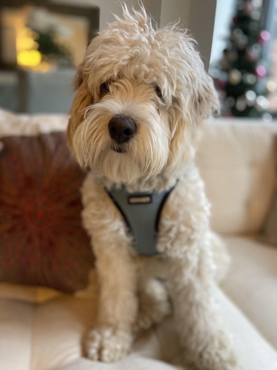 PuppyLuvLLC's tweet photo. Congratulations to this years first Pet Of The Month Winners! Indy @ATLPLUMBINGDC , Bootsie @thegloverhouse , Fiona @AptsAtWestlight , and Chance @WestEnd25Apts ! 
Enter to win on our website https://t.co/GbKoKx5uY9 https://t.co/bVL4YzUY4l