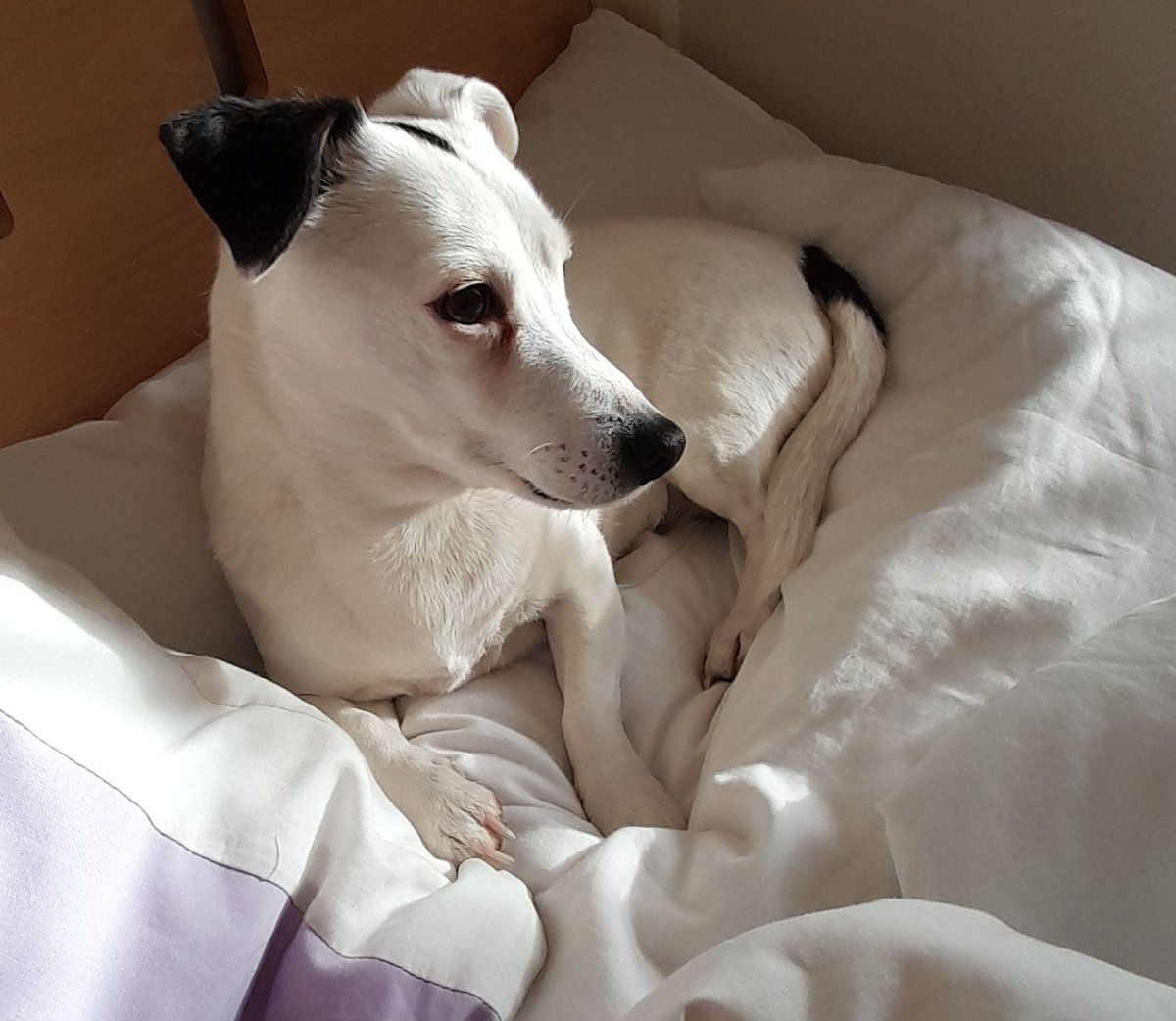 poppy_n_pals's tweet photo. Poppy says "is it that time already, I hope I can makes me some new puppa friends"
Professional, friendly and reliable Dog walking and cat care based in Barry #barryhour #beautifulbarry #independentbusiness #smallbusiness https://t.co/TsMgNwIgbg