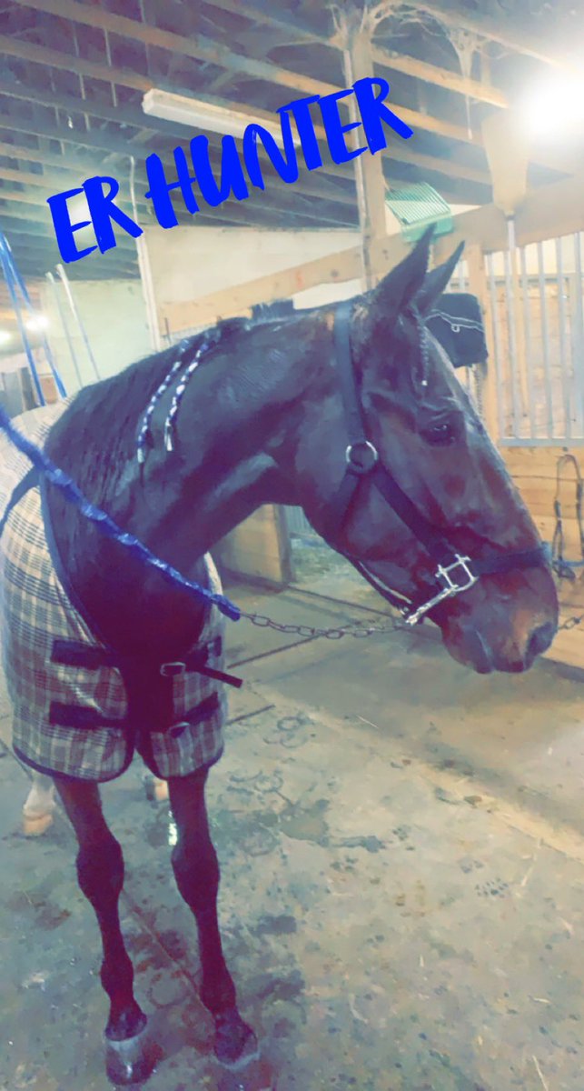 ShawStable tweet picture