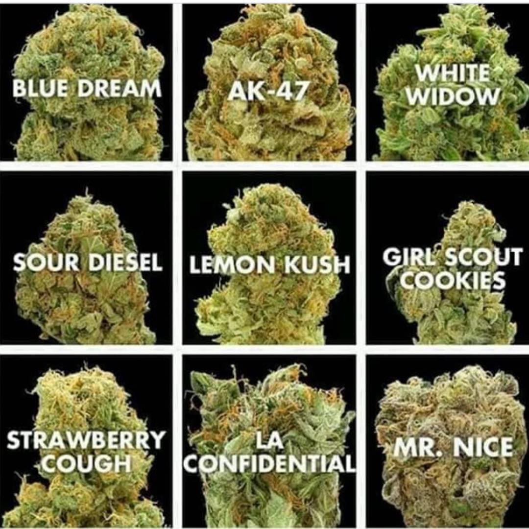 CannabisTrainU's tweet photo. Ah, the classics. Which is your favorite?
Learn to #growyourown at CTU: https://t.co/K5D9bUwiq9
#cannabis #marijuana #classicstrains #girlscoutcookies #sourdiesel #kush #cannabisstrains #dispensary #sativa #indica #marijuanagrower #cannabisgrower https://t.co/WuEdZmKHod
