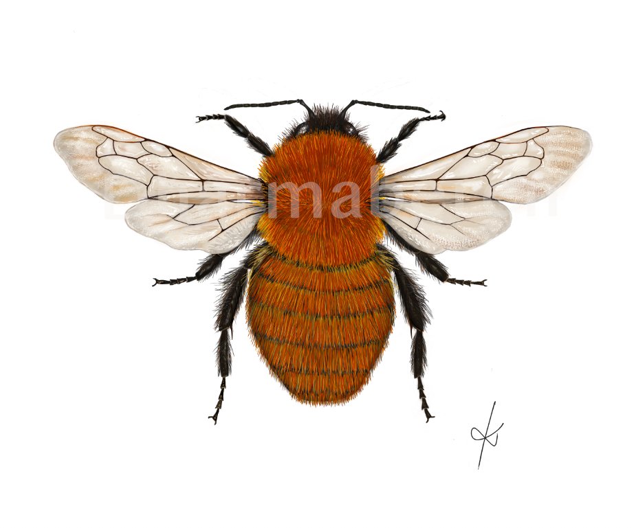 Abeja_Silvestre's tweet photo. Espero que os hayáis portado bien, porque tenemos regalillos para vosotros. Estamos preparando con @dharmaberen la guía visual de Bombus Ibéricos, con unos dibujos de lujo. Os dejo una muestra, a ver si sabéis que especie es... #Próximamente https://t.co/jwciFiLFq4