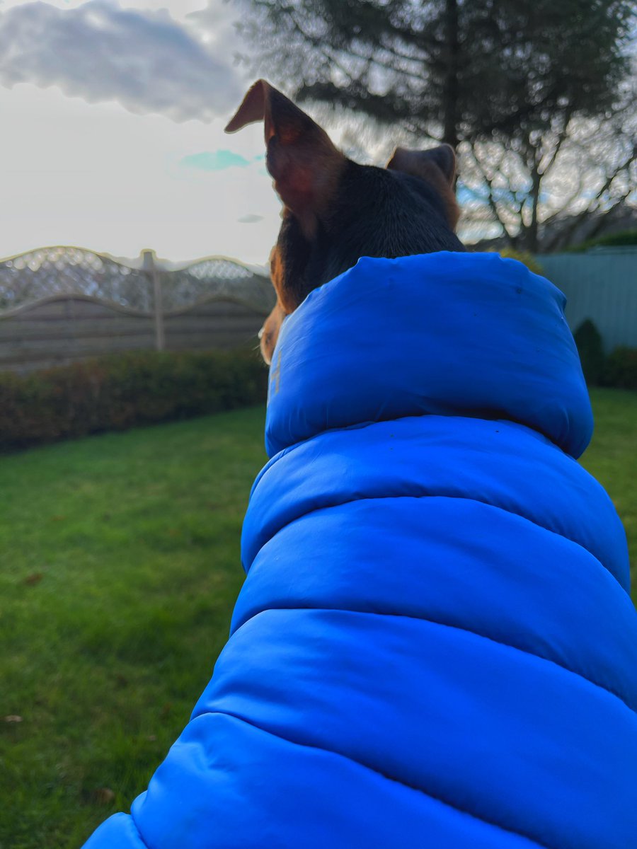 ahooker's tweet photo. All wrapped up for today’s lockdown adventure!! #puppylove https://t.co/45Qb3lDgoU