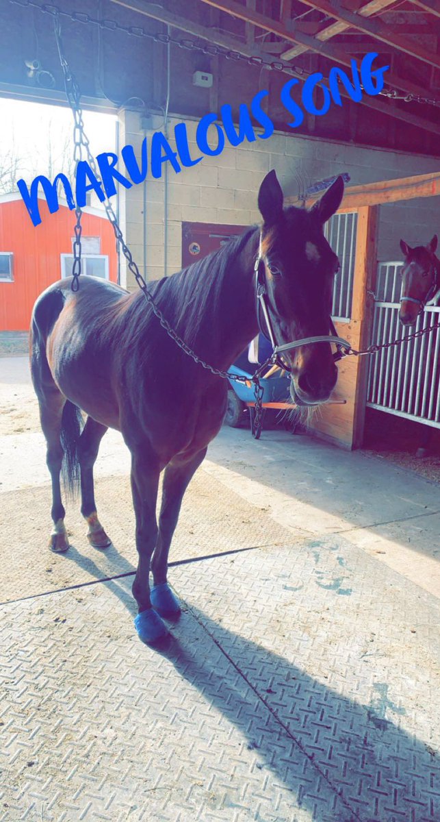 ShawStable tweet picture
