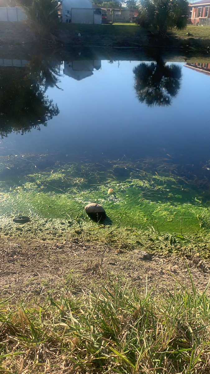 LittleCindyy's tweet photo. @MayorMannyCid not sure who to contact to come out and look at this. This is the canal behind my home. Right by the welcome to PSN sign. https://t.co/xZxM0qmktC