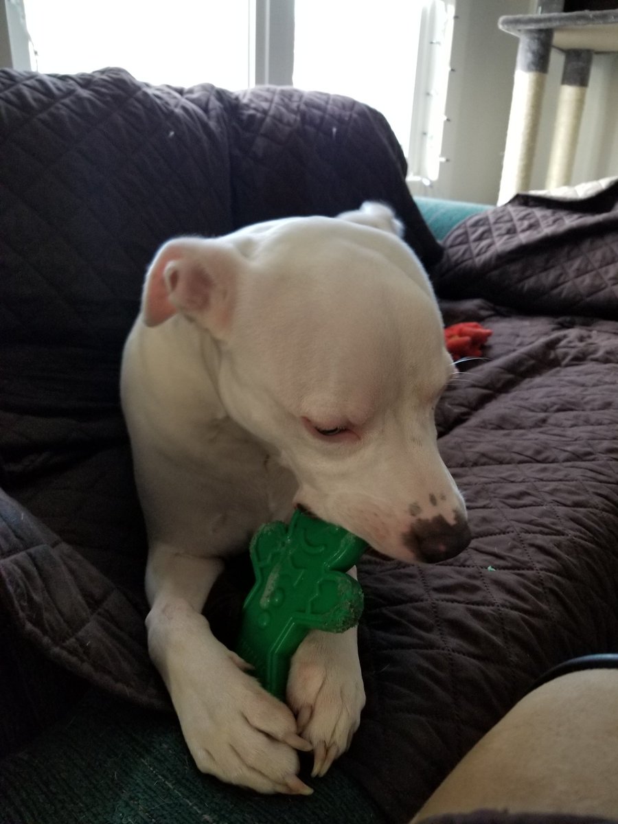 Ashetan's tweet photo. Thank you @bullymake for making durable nylon toys. They're Mochi's favorite 🥰 https://t.co/JWtBYN2FSJ