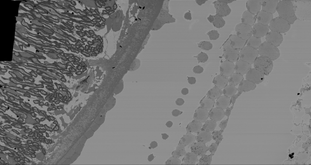 New publication data on webknossos.org: "Electron Microscopic Reconstruction of Neural Circuitry in the Cochlea" (Cell Reports) by Hua et al.
Published at <a href="/CellReports/">Cell Reports</a>!
Check it out now: wklink.org/9870