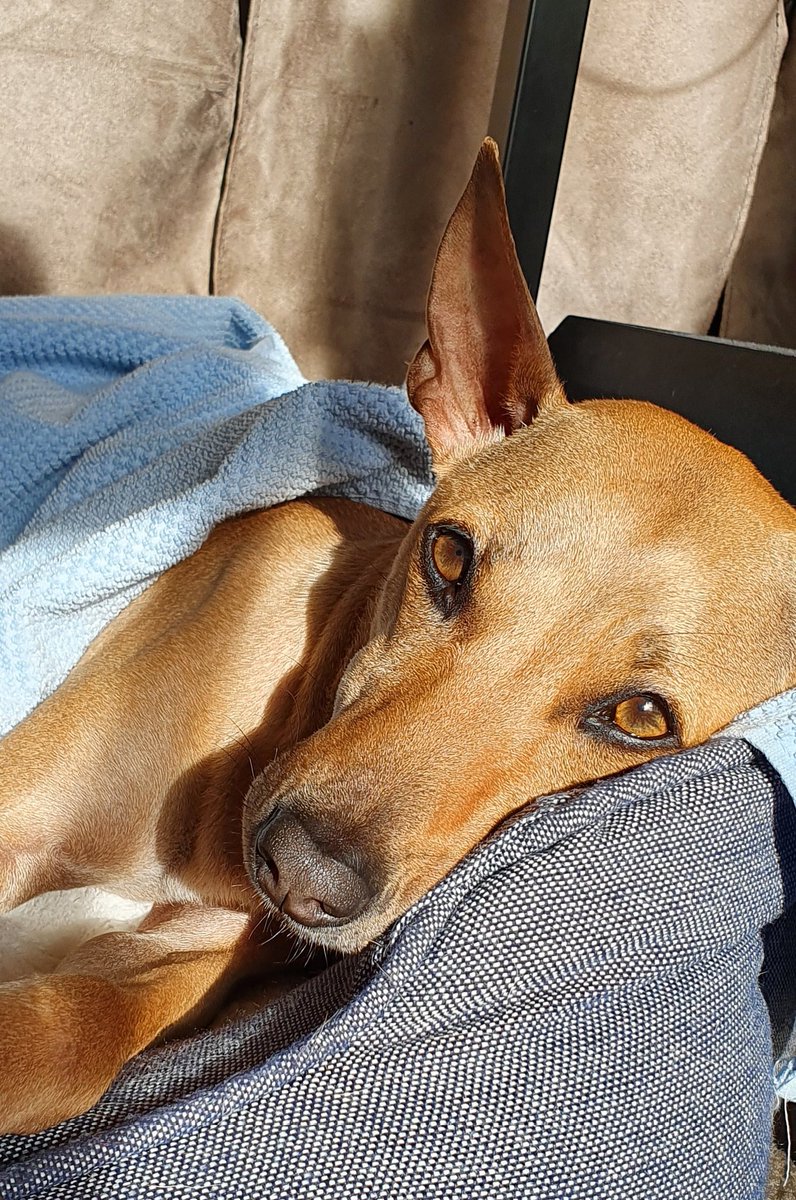 SayLadyJ's tweet photo. me: 

dog: wake me up when ur done so i can have some, ok https://t.co/xaGi36YNPO
