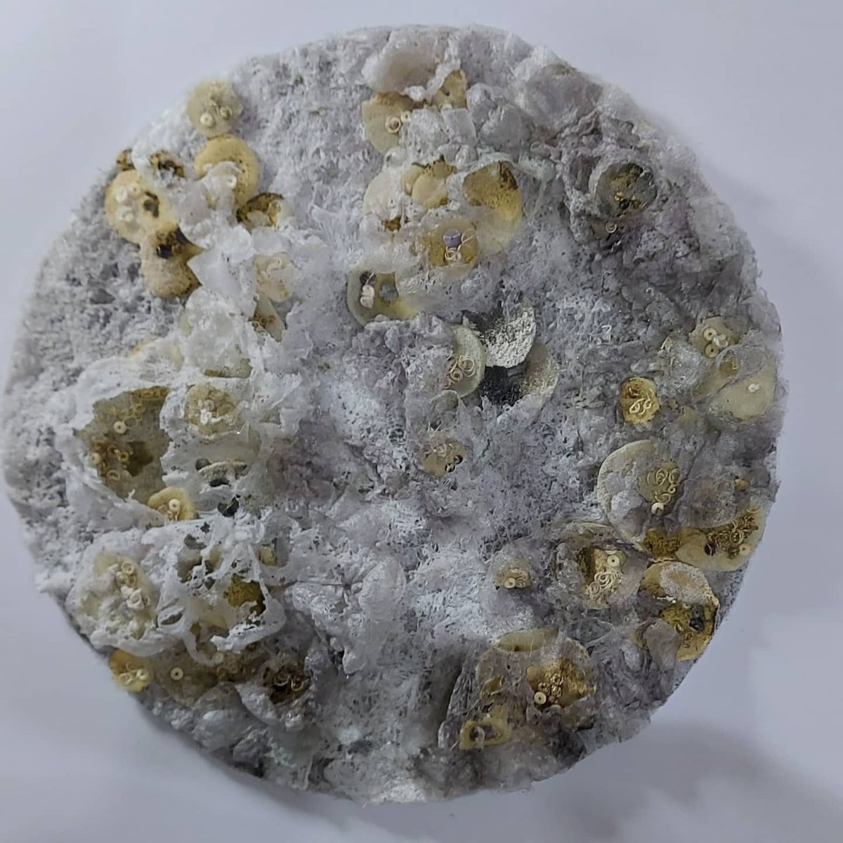 MarianJazmik's tweet photo. 'Erosion 2' 34cm diameter.
#texture #textiles #textileart #contemporarytextiles #stitching #societyforembroideredwork #prismtextiles #textileartist #art https://t.co/nRKukxe8QL
