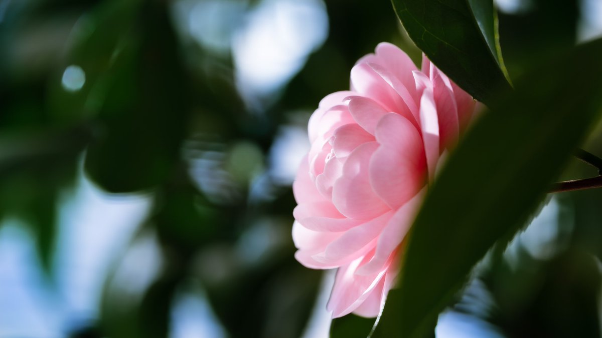 Takao オトメサザンカ オトメサザンカ 乙女山茶花 が咲いていました カンツバキ系の園芸種 生垣などに使われています 1955年頃関西から広まったとのことです オトメツバキ 乙女椿 とそっくりですが こちらは冬に咲きオトメツバキは春に咲くので区別でき