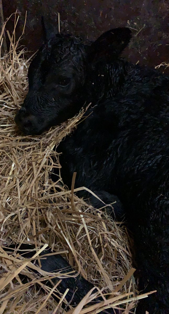 TorholanEmanta's tweet photo. Torholaan saapui viimeisen vuoden ensimmäinen vasikka! Pikkuinen lehmävassu❤️✨ #maitotila #torhola https://t.co/jqWvGOa75h