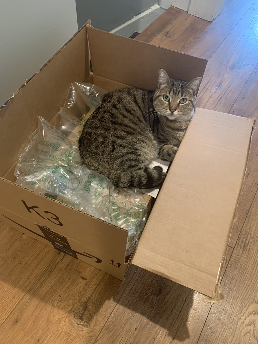 caraballin's tweet photo. I have to return something to Amazon, but someone loves their new bed too much https://t.co/pJtq1kMFdL