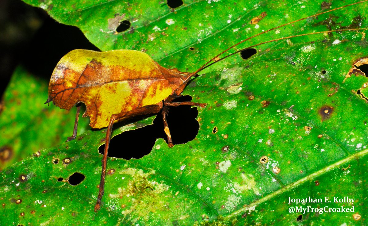 MyFrogCroaked's tweet photo. If you guessed animal, then you were right! This dead-leaf katydid is one of my favorite #insects! I really love finding #animals that mimic #plants in the rainforest. Perhaps I should restart my old #NameThatThing game that I used to do for #ScienceTwitter? https://t.co/MAwtrUvRoG
