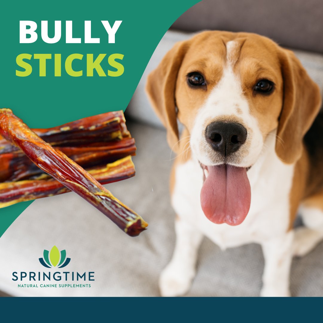 springtime bug off for dogs