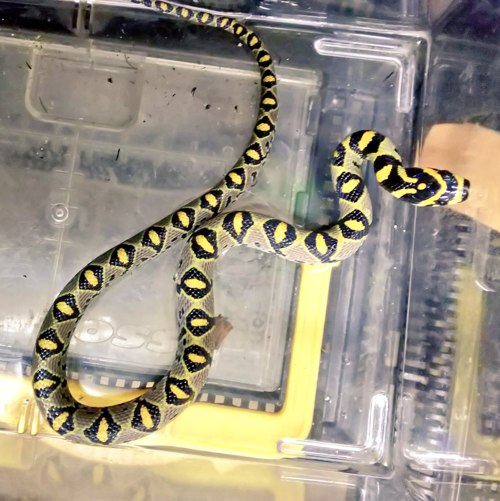 爬虫類 両生類専門店レプティリカス タカサゴナメラ Euprepiophis Mandarina オランダcb Pair 美 良い マンダリンラットスネークことタカサゴナメラの繁殖個体が入荷 Wc個体は癖があり飼育するには難易度が高い蛇ですが Cbは丈夫かつ餌食いも 爬虫類 両生類専門店レプティリカス タカサゴナメラ Euprepiophis Mandarina オランダcb Pair 美 良い マンダリンラットスネークことタカサゴナメラの繁殖個体が入荷 Wc個体は癖があり飼育するには難易度が高い蛇ですが Cbは丈夫かつ餌食いも