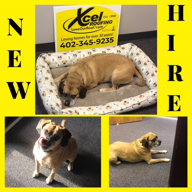 We have a new hire! (He passed the background check but we did find him sleeping on the job a few times this morning). 
Please join us in welcoming Simon to the team! 🐶❤️
bit.ly/2CJfRAE 
#XcelRoofing