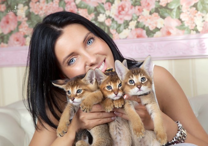 Самые умные коты. Умная кошка. Какие кошки умные и преданные. Самый умный кот в мире. Кошки.