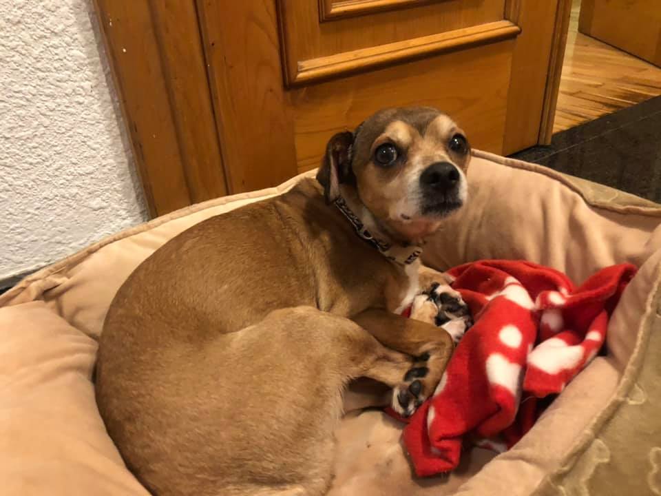 SosAbuelos1's tweet image. #LEO (10 AÑOS) ASTURIAS
El pasado día 20, vio como les #apuñalaban a su dueña y a él...
Hoy sus heridas físicas van sanando pero emocionalmente aún le queda por recuperar. 
Tiene miedo a los hombres
Por favor le dais un hogar??

616381498