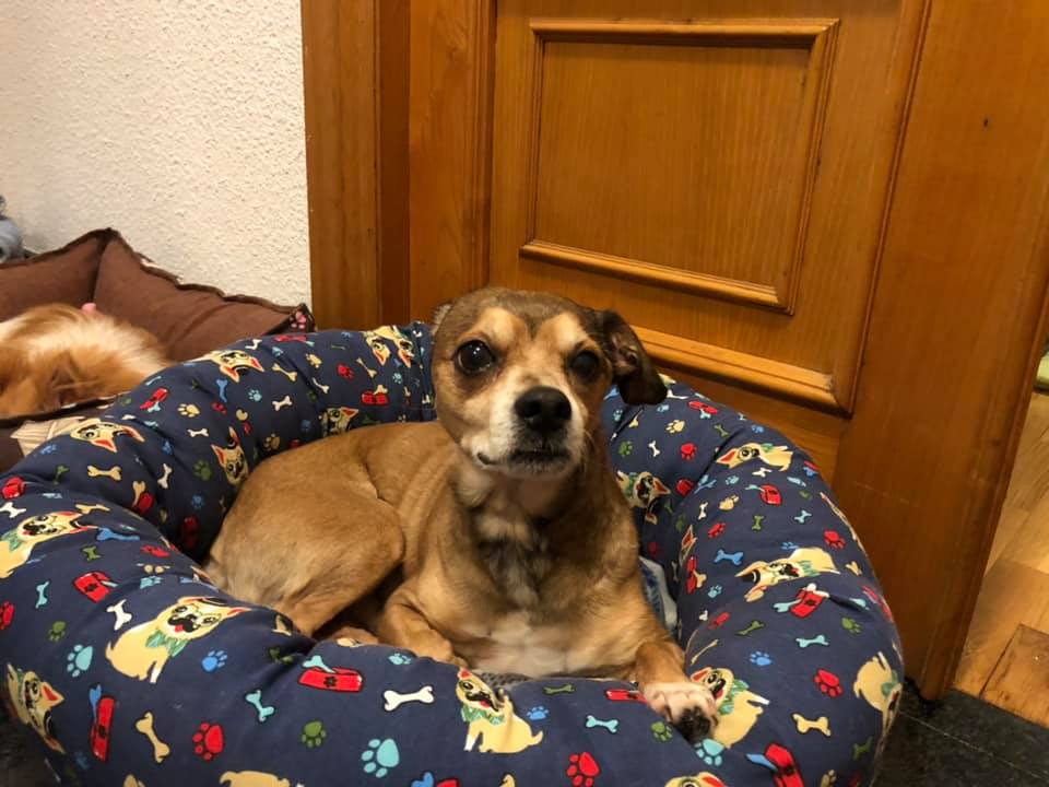 SosAbuelos1's tweet image. #LEO (10 AÑOS) ASTURIAS
El pasado día 20, vio como les #apuñalaban a su dueña y a él...
Hoy sus heridas físicas van sanando pero emocionalmente aún le queda por recuperar. 
Tiene miedo a los hombres
Por favor le dais un hogar??

616381498