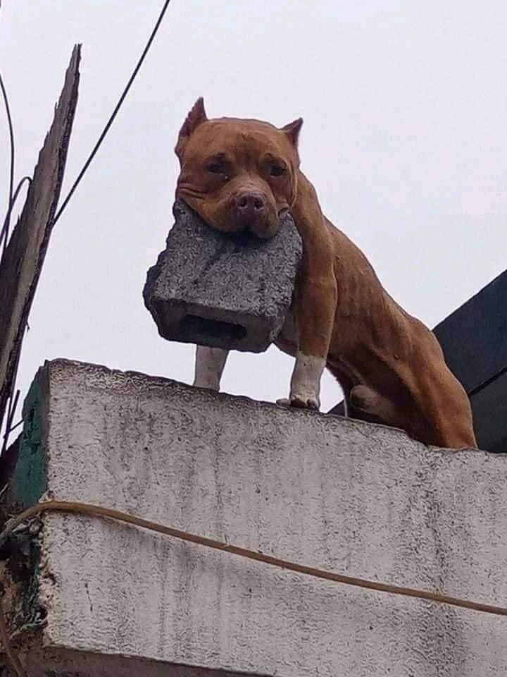 Malasmadress's tweet photo. El papá de mi hijo viene a visitarlo

Mi perro automáticamente: https://t.co/WPjCJxnttz