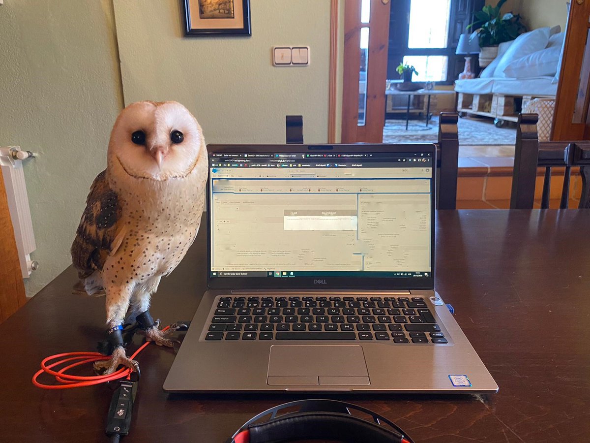 As we continue to work from home, have you perfected your work set up? Or should we really be asking WHO 🦉 your coworkers are nowadays? Our #Geotabbers have some unique aspects to their set ups and we're curious what yours looks like - show us by replying to this thread! ⬇️