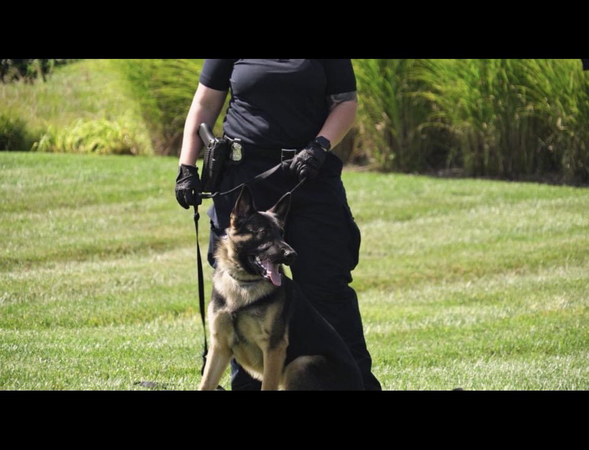 OfficerSimon287's tweet photo. Happy 3rd Birthday to my partner, my protector, my boy. 💙🐾 https://t.co/8Z8sin5A8w