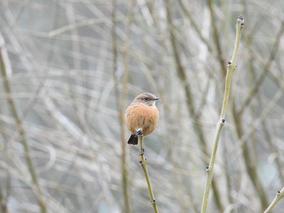 Joeri_van_Eck's tweet photo. #BirdsSeenin2021 

Onderweg naar de kijkhut op de #Tongplaat in #Dordrecht, #The_Netherlands kreeg dit prachtige vogeltje voor mijn lens.

#Roodborsttapuit #European_stonechat #Saxicola_rubicola

Wel meer soorten gezien, maar té slechte foto's daarvan...☺ https://t.co/kPCwgd11id