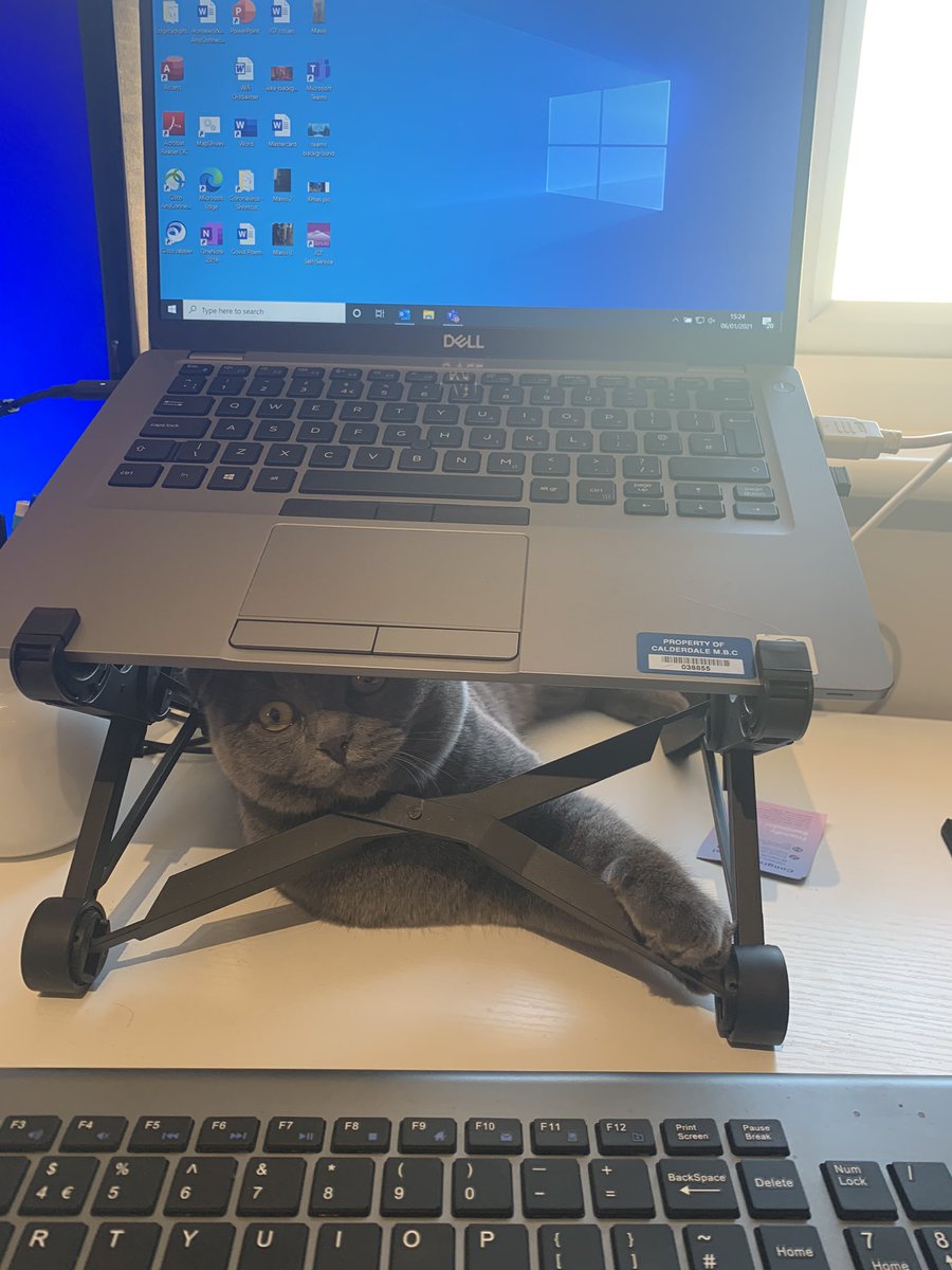 Tonilkershaw's tweet photo. Mavis! Making working from home all the more bearable #ScottishFold #princesskitten #wfhbuddy https://t.co/1TmqVPNuye
