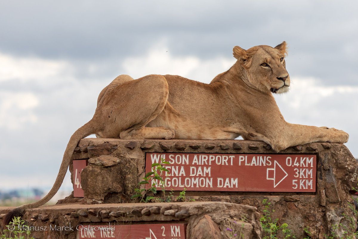 Isiolowire's tweet photo. Lioness feeling relaxed on a sign post in Nairobi National Park 😍😍🇰🇪🇰🇪
📸 Mariusz Marek Ostrowski https://t.co/gIX7IOEKWY