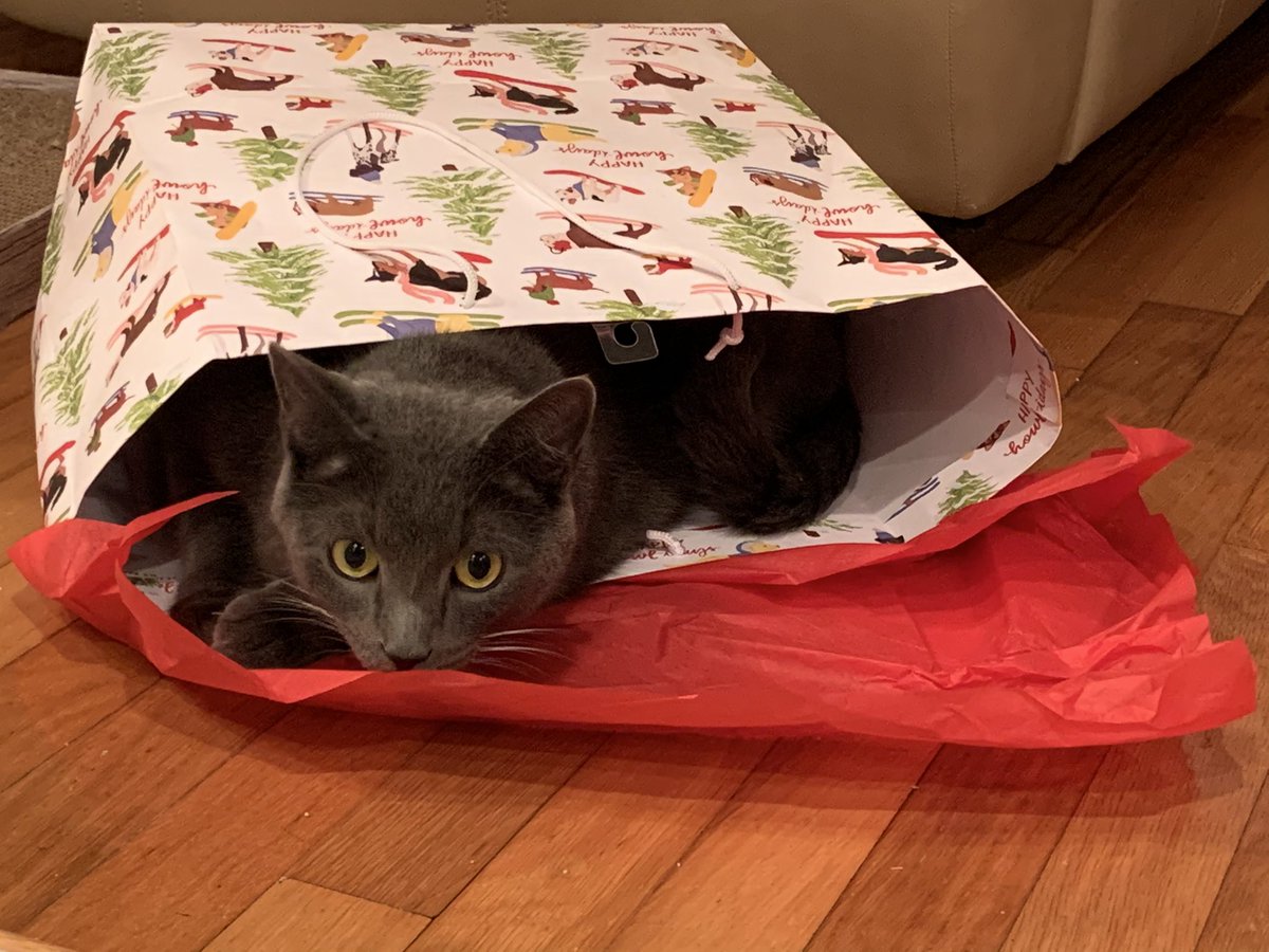lotsaku's tweet photo. @Chart_Charles I see ur cat and I now respond with my cat https://t.co/wwvkwXuEVH