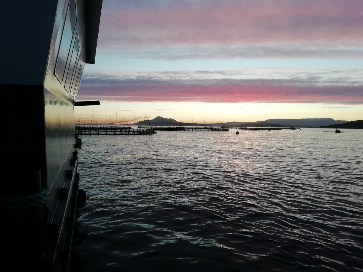 Nice calm sea out this morning 🌞🐟 #newyear #aquaculture #winter #sunrise #diver