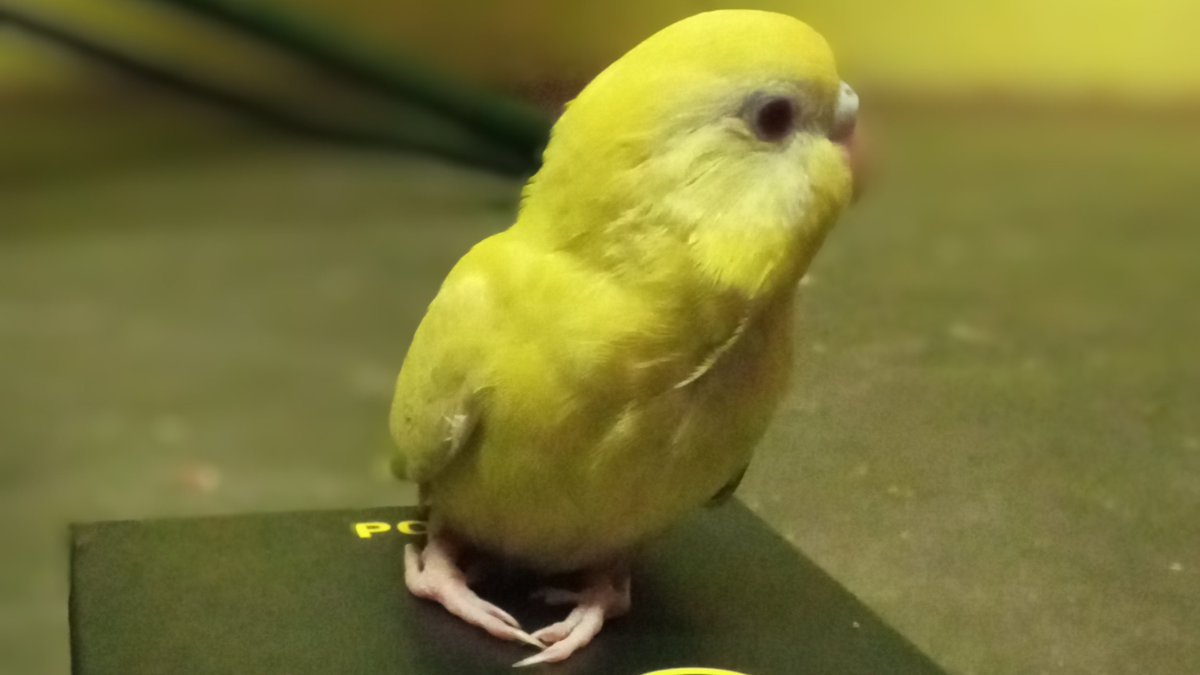 WavesRelaxing's tweet photo. #goodbye My Friend (yogi babu)😭😭😭😭😭
#birdphotography #BirdsNurturing 
#RIP In 6th january 2021 @RelaxationReso1 @birdsbeaknews https://t.co/Ur9at7oiLu
