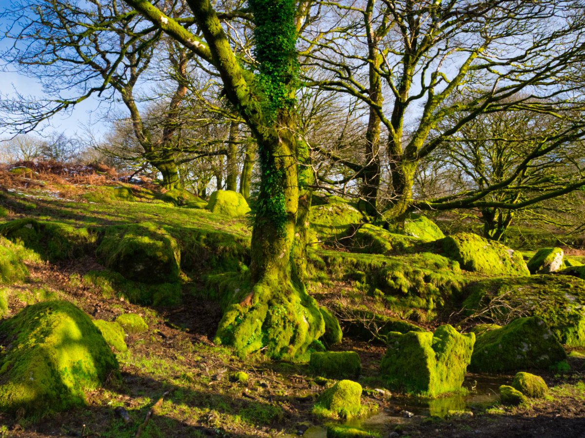 paulmichael_uk's tweet photo. A woodland scene on a circular walk from Norsworthy Bridge to Ditsworthy Warren, Dartmoor
.
.
.
.
.
#Norsworthy #Ditsworthy #DitsworthyWarren #WarHorse #Devon #Woodland #Dartmoor #Photography #Hike #Hiking #WalkDevon #Photooftheday https://t.co/sYCT79vESQ