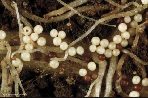 AHDB Potatoes tweet media